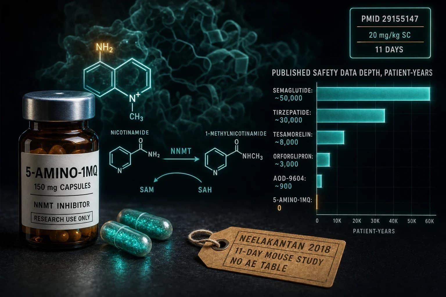 5-Amino-1MQ Side Effects: What the Mouse Data Actually Shows