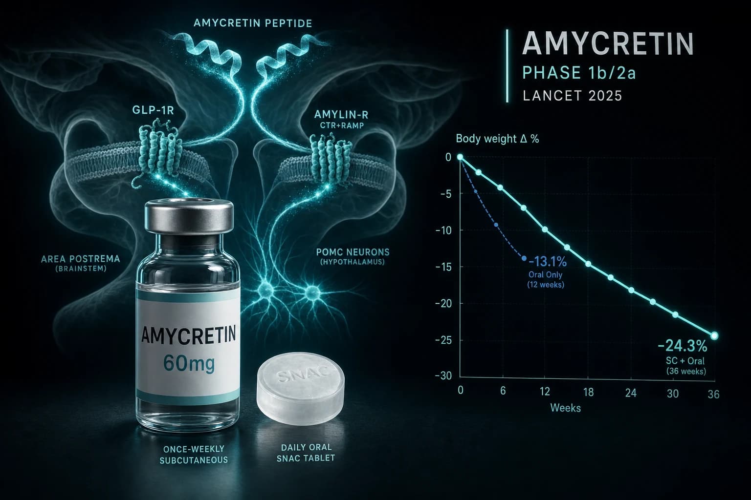 Amycretin: GLP-1/Amylin Co-Agonist Phase 1 Evidence in 2026