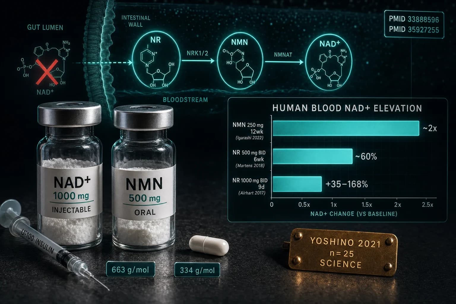 NAD vs NMN: The Molecular Difference and What Human Trials Show